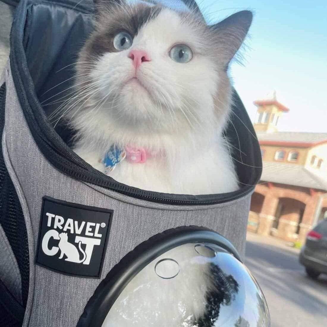 Fat cat cat backpack online